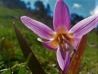 Diente de Perro y otras flores endémicas en el Valle de Benasque con Ekur Guias
